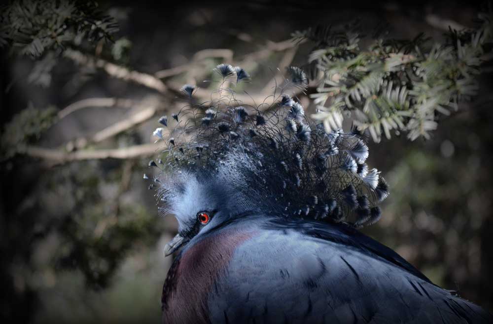 よこはま動物園ズーラシア のオウギバト