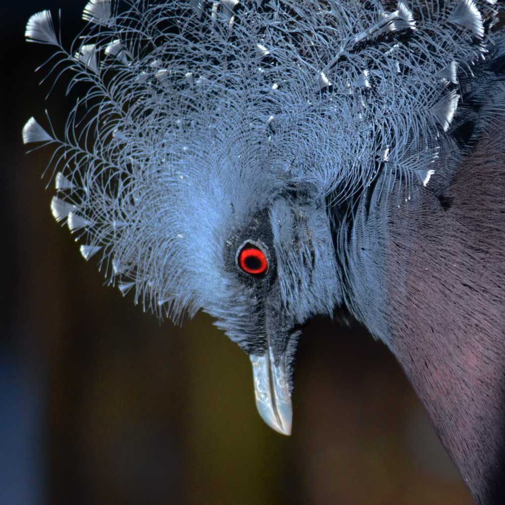 オウギバトの冠羽