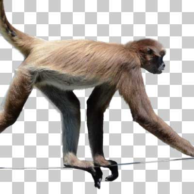 ブラウンケナガクモザル Brown spider monkey