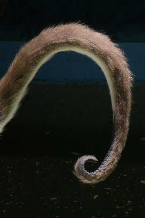 滑り止めパッドのあるクモザルの尾