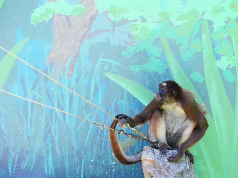 江戸川区自然動物園のブラウンケナガクモザル