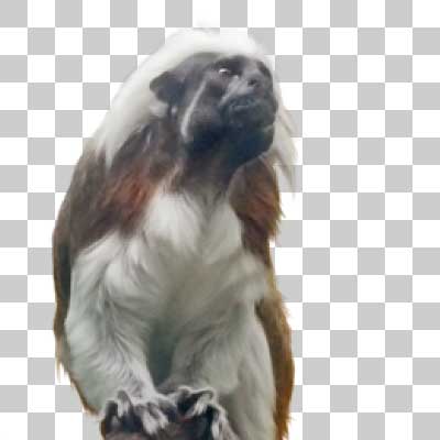 ワタボウシタマリン Cotton-top tamarin