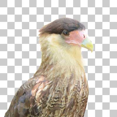 カンムリカラカラ Crested caracara
