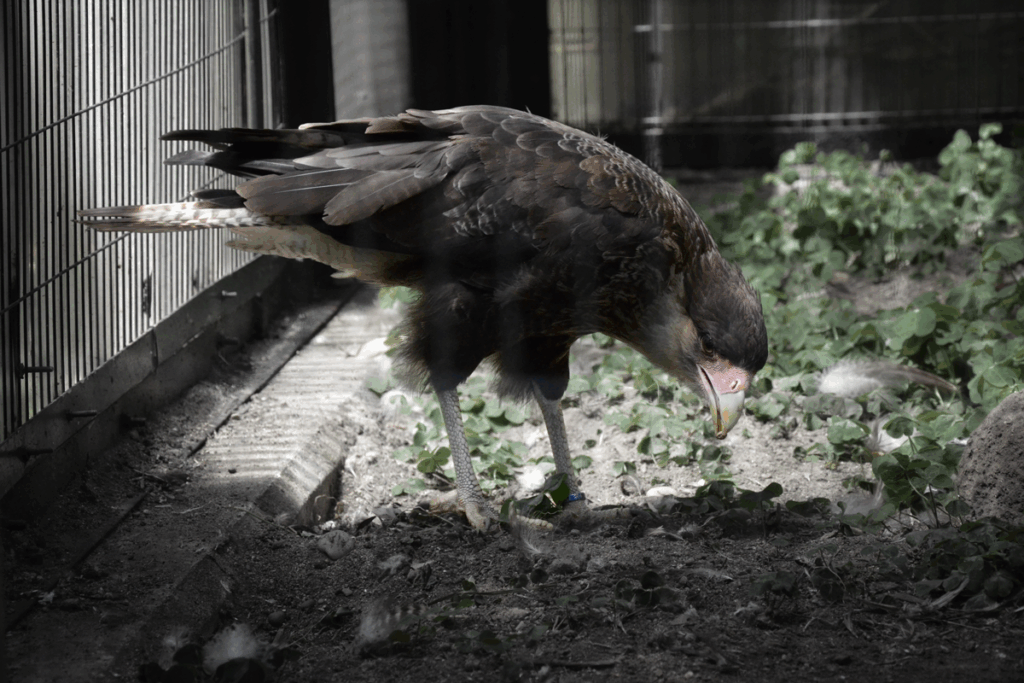 餌を啄ばむカンムリカラカラ