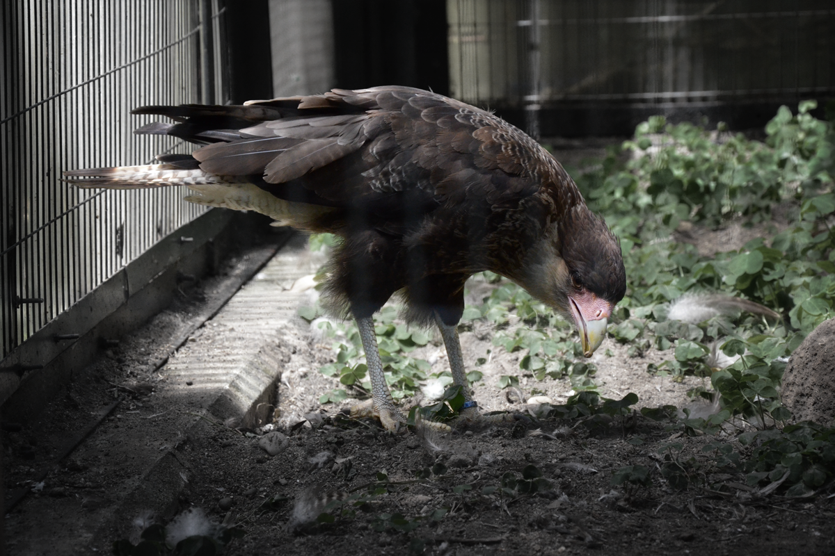餌を啄ばむカンムリカラカラ