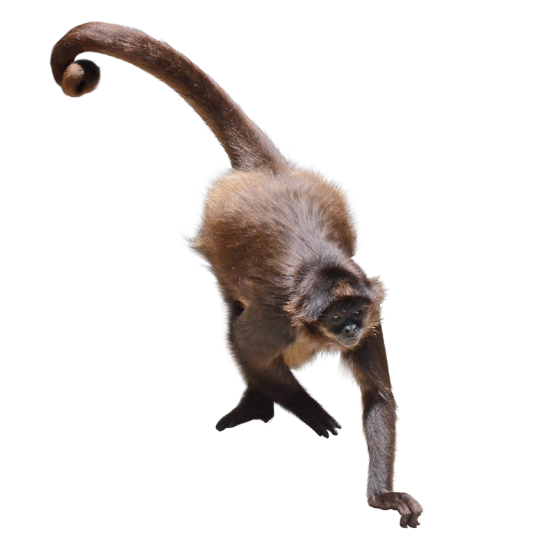 歩くジェフロイクモザル