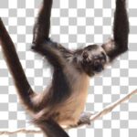 江戸川区自然動物園のジェフロイクモザル