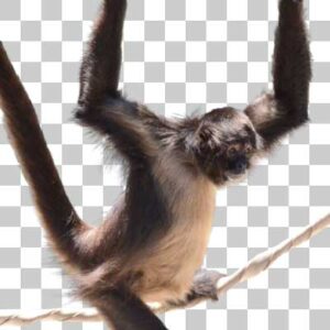 ジェフロイクモザル Geoffroy’s spider monkey