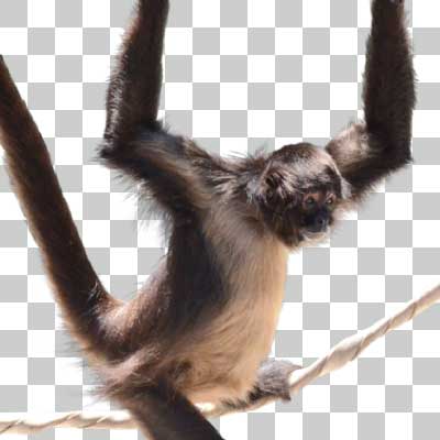 ジェフロイクモザル Geoffroy’s spider monkey