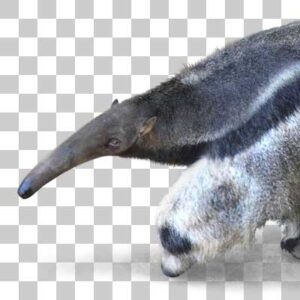 オオアリクイ Giant anteater