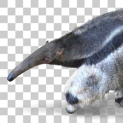 オオアリクイ Giant anteater