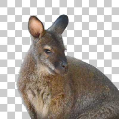 アカクビワラビー Red-necked wallaby