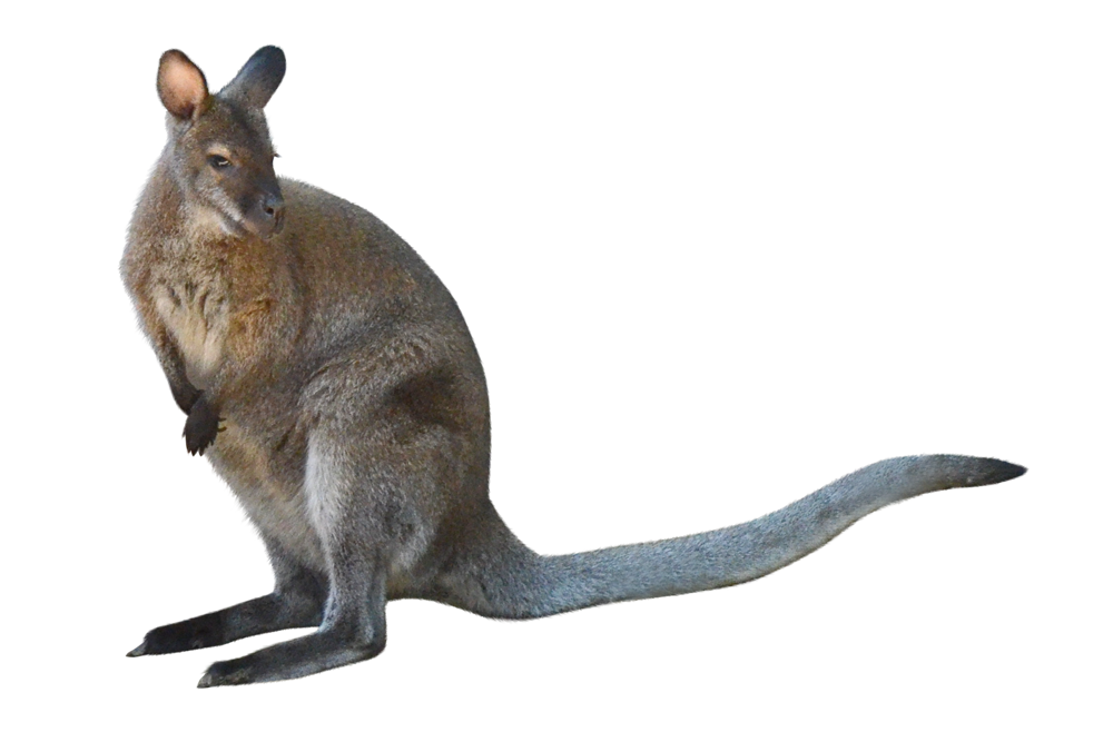 江戸川区自然動物園のアカクビワラビー