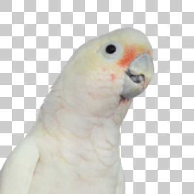 シロビタイムジオウム Tanimbar corella