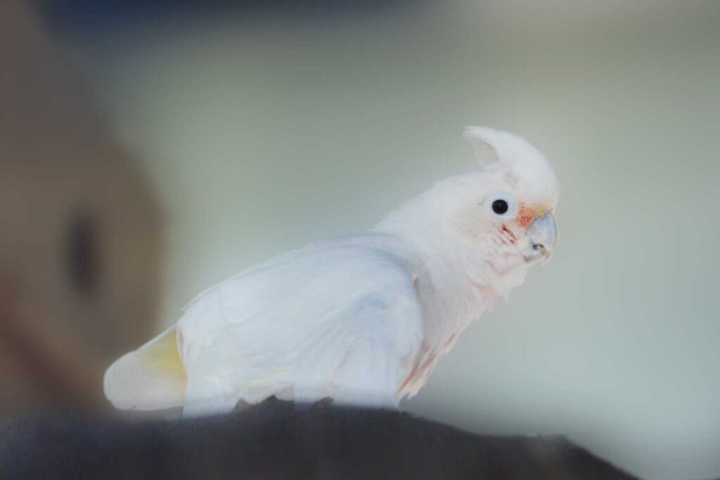 冠羽を動かすことができるシロビタイムジオウム