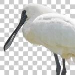 江戸川区自然動物園のクロツラヘラサギ