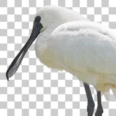 クロツラヘラサギ Black-faced spoonbill