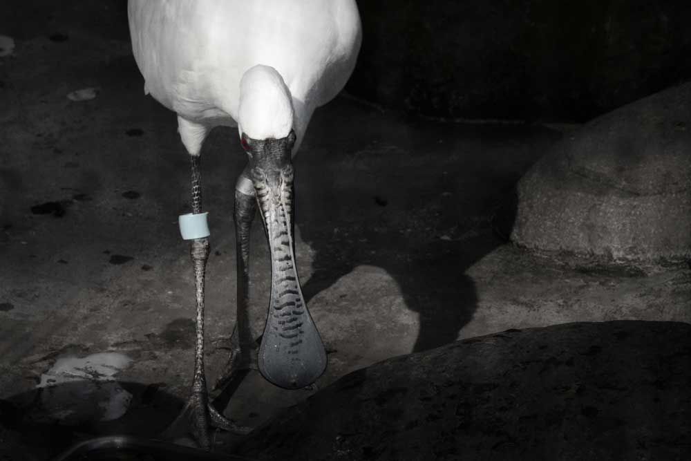 野毛山動物園のクロツラヘラサギ。フィンのような嘴を持つ。