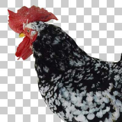 ゴイシチャボ Japanese bantam (goishi)