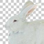 江戸川区自然動物園のジャンボウサギ