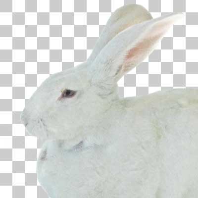 ジャンボウサギ Japanese white rabbit Akita