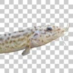 10本のヒゲを持つドジョウ