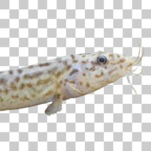 ドジョウ Pond loach