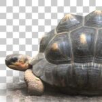 江戸川区自然動物園のホウシャガメ