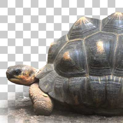 ホウシャガメ Radiated tortoise