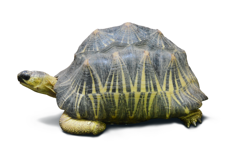 野毛山動物園で繁殖されるホウシャガメ