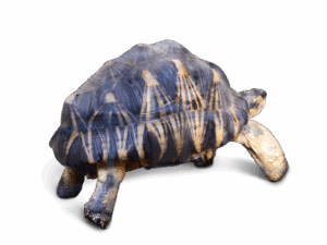 大きく育ったホウシャガメ