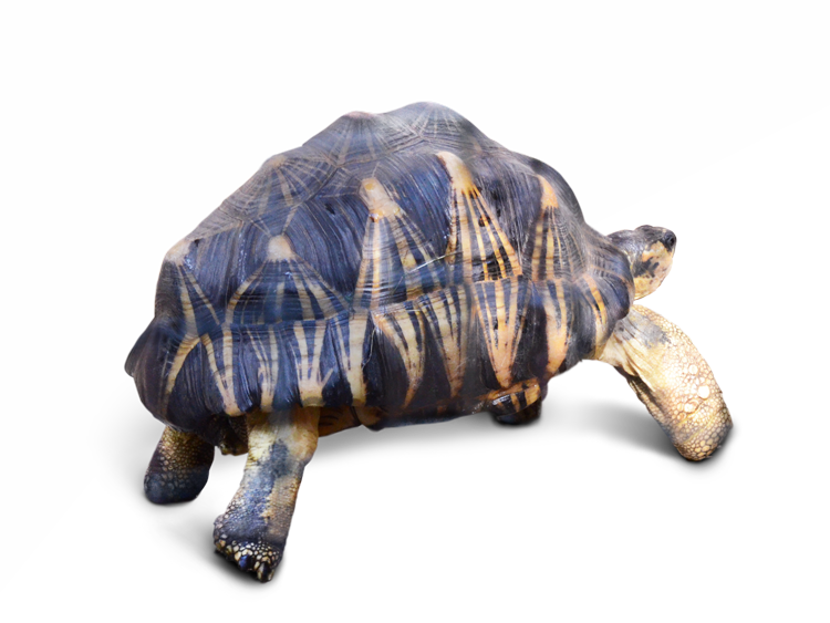 大きく育ったホウシャガメ