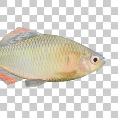 ヤリタナゴ Slender bitterling