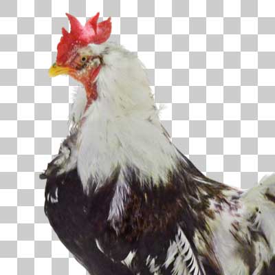 ウタイチャーン Utaichan chiken