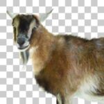 江戸川区自然動物園のピグミーゴート