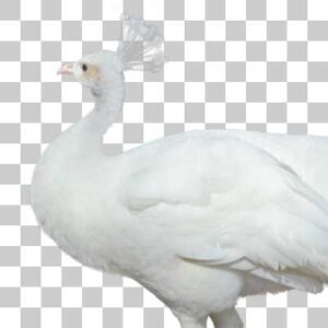シロクジャク White peafowl