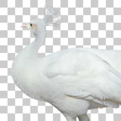 シロクジャク White peafowl