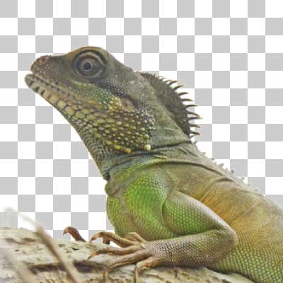 インドシナウォータードラゴン Chinese Water Dragon