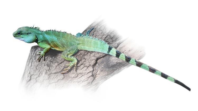 尻尾は長いインドシナウォータードラゴン