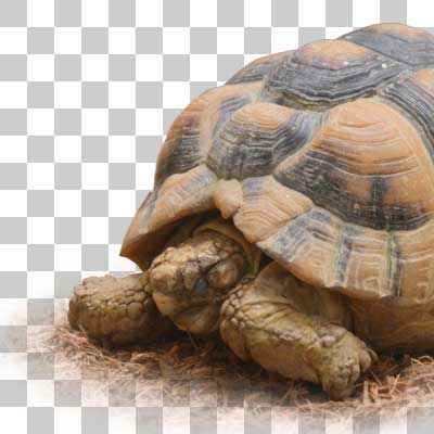 エジプトリクガメ Egyptian tortoise
