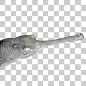 インドガビアル Gharial