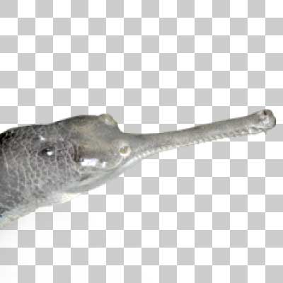 インドガビアル Gharial