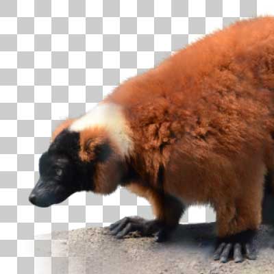 アカエリマキキツネザル Red ruffed lemu