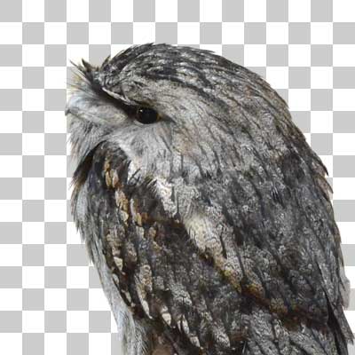 オーストラリアガマグチヨタカ Tawny frogmouth