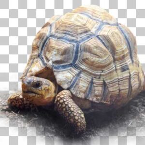 ヘサキリクガメ Ploughshare Tortoise