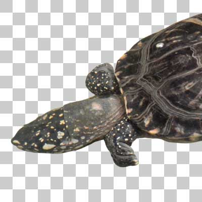 ハミルトンガメ Black pond turtle