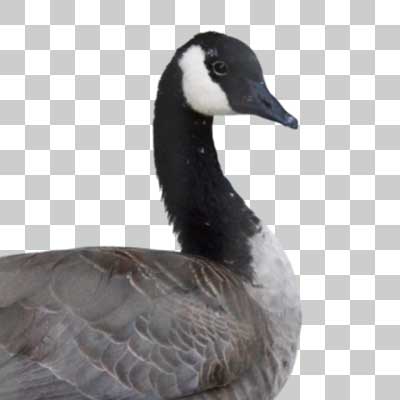 カナダガン Canada goose