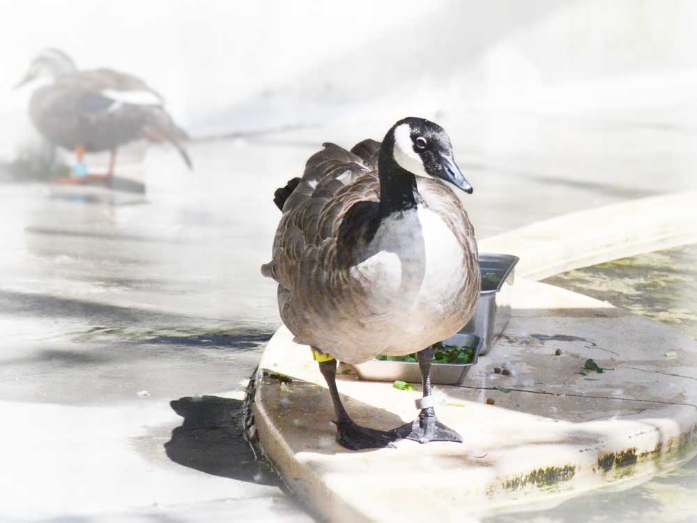 特定外来生物に指定されているカナダガン