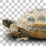 野毛山動物園のキバラクモノスガメ