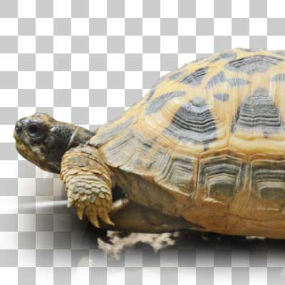 キバラクモノスガメ Common Spider Tortoise